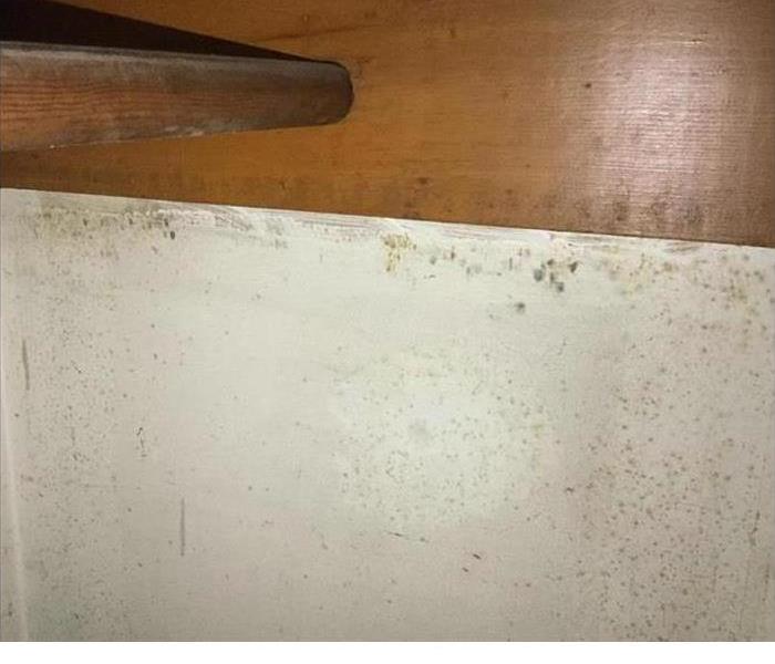 wood and paneling surfaces with mold spottings