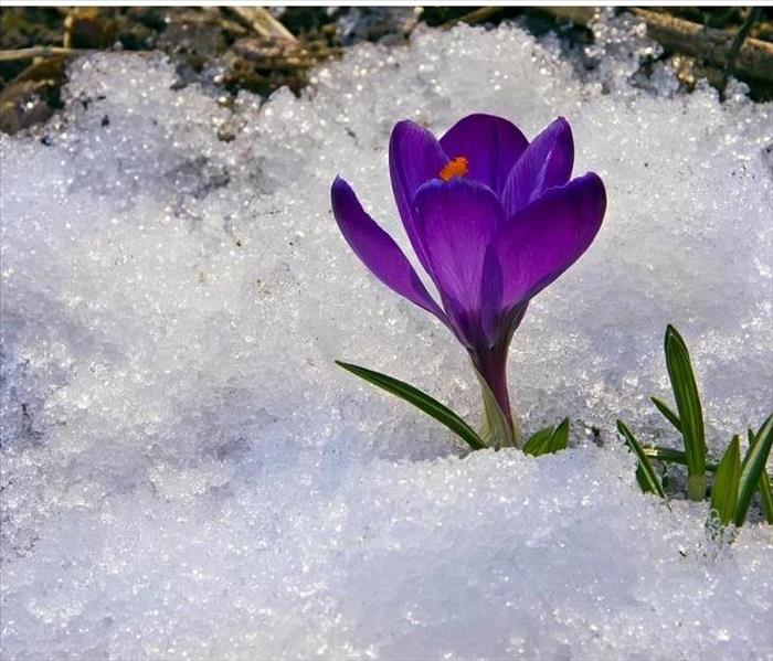Purple flower on snow
